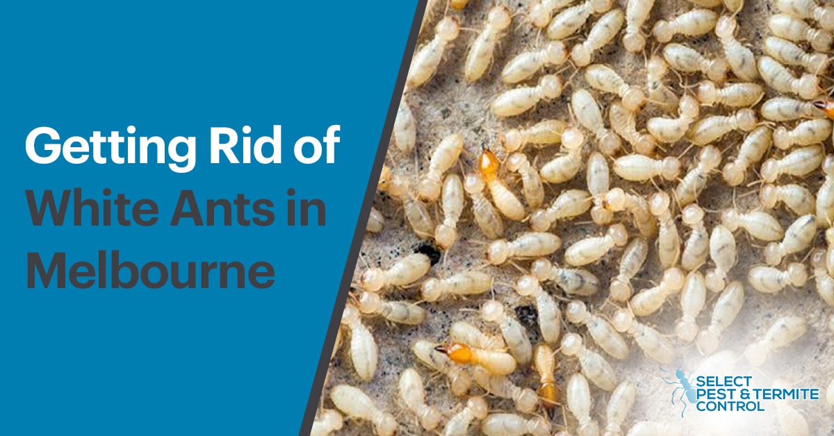 How To Get Rid Of White Ants In Melbourne Infographic 2020,Smoked Salmon Sashimi