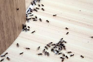 ants exterminator melbourne
