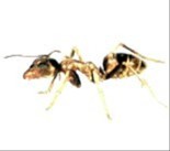 ants exterminator melbourne