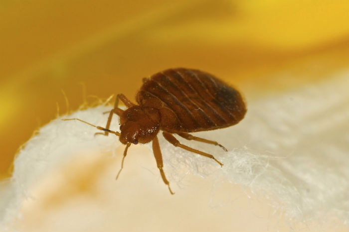 professional bed bugs removal in melbourne